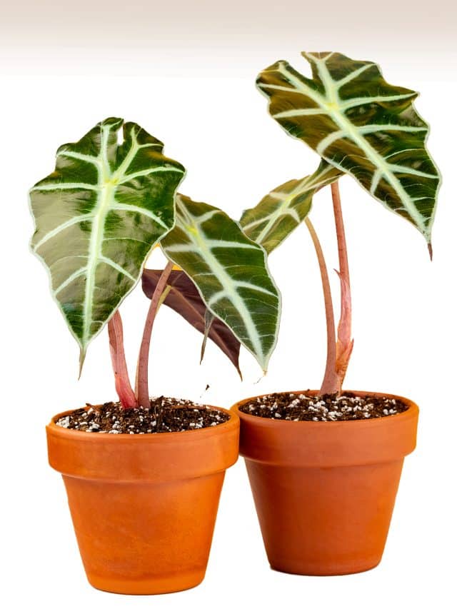 Você conhece a planta Alocasia Amazônica?