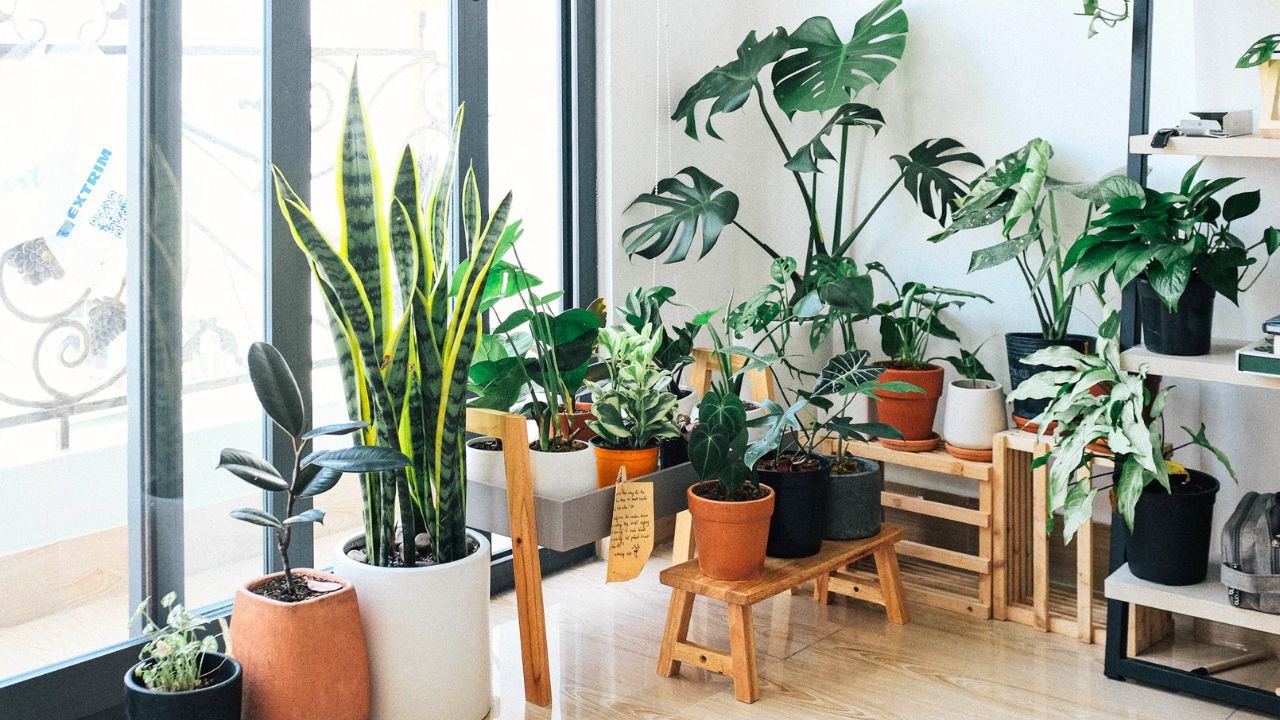 4 Tipos de Plantas que Ajudam a Purificar o Ar da Sua Casa. Fonte Canva.