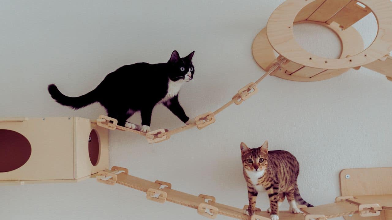 gato preto e branco e gato rajado em brinquedo interativo