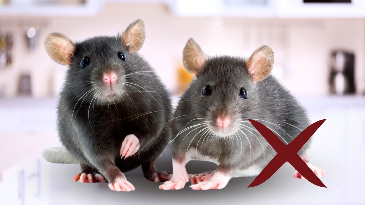 5 Dicas para Acabar com Ratos em Casa Sua Casa Limpa e Segura