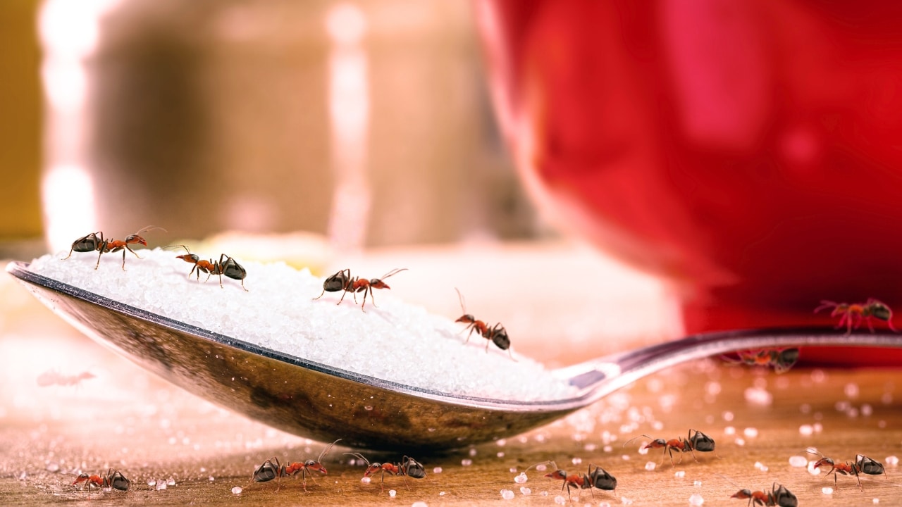 Formigas Domésticas como Eliminar Formigas de Dentro de Casa