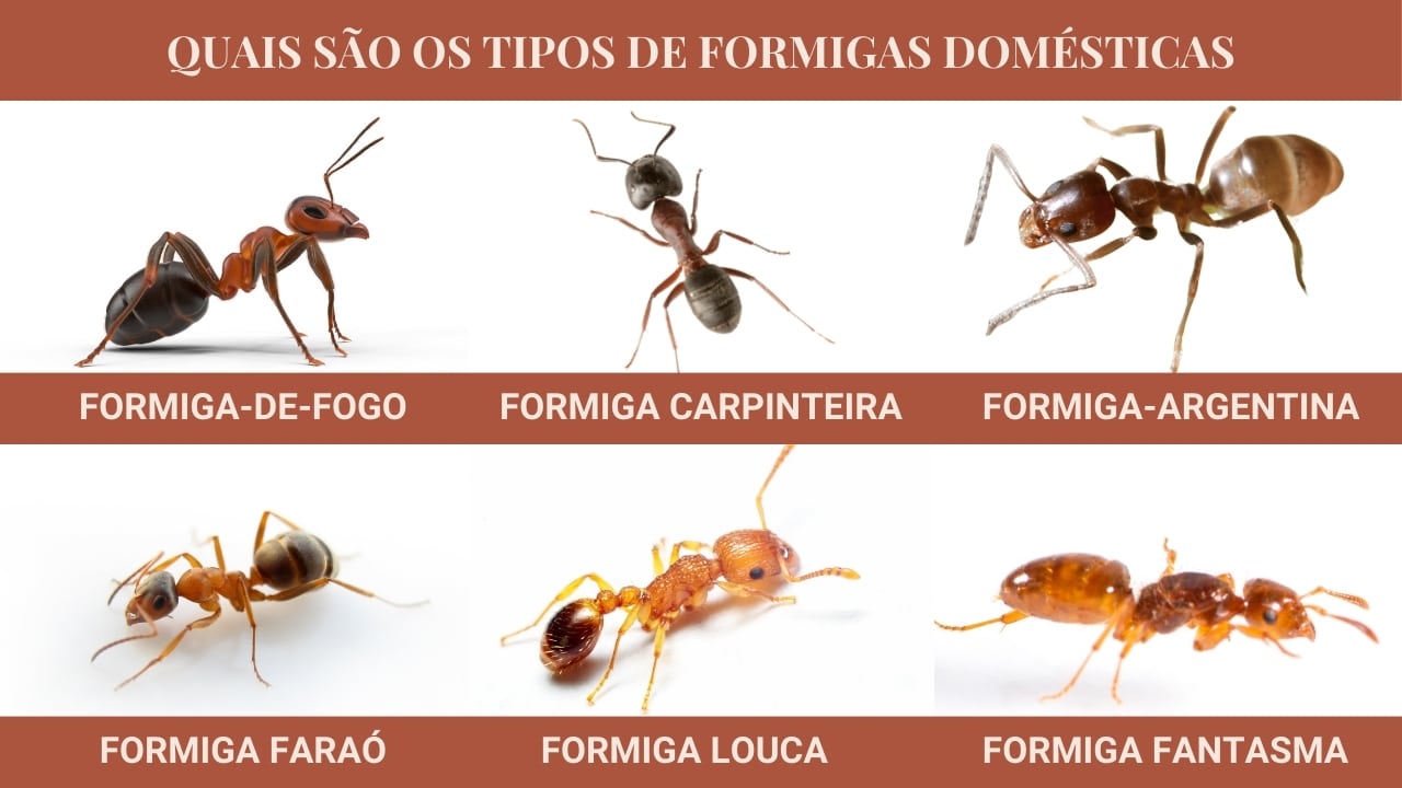 Quais são os tipos de formigas domésticas
