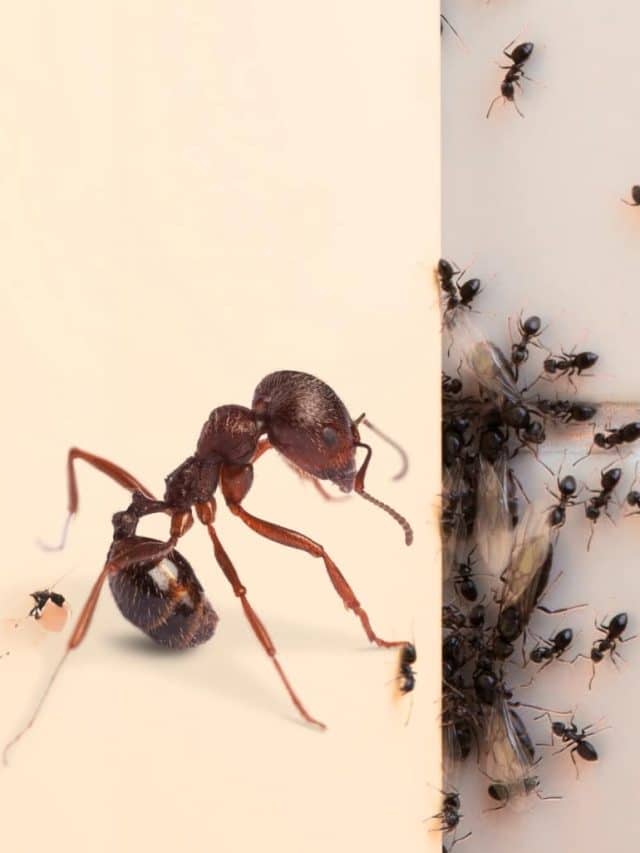 Como acabar com formigas de dentro de casa?