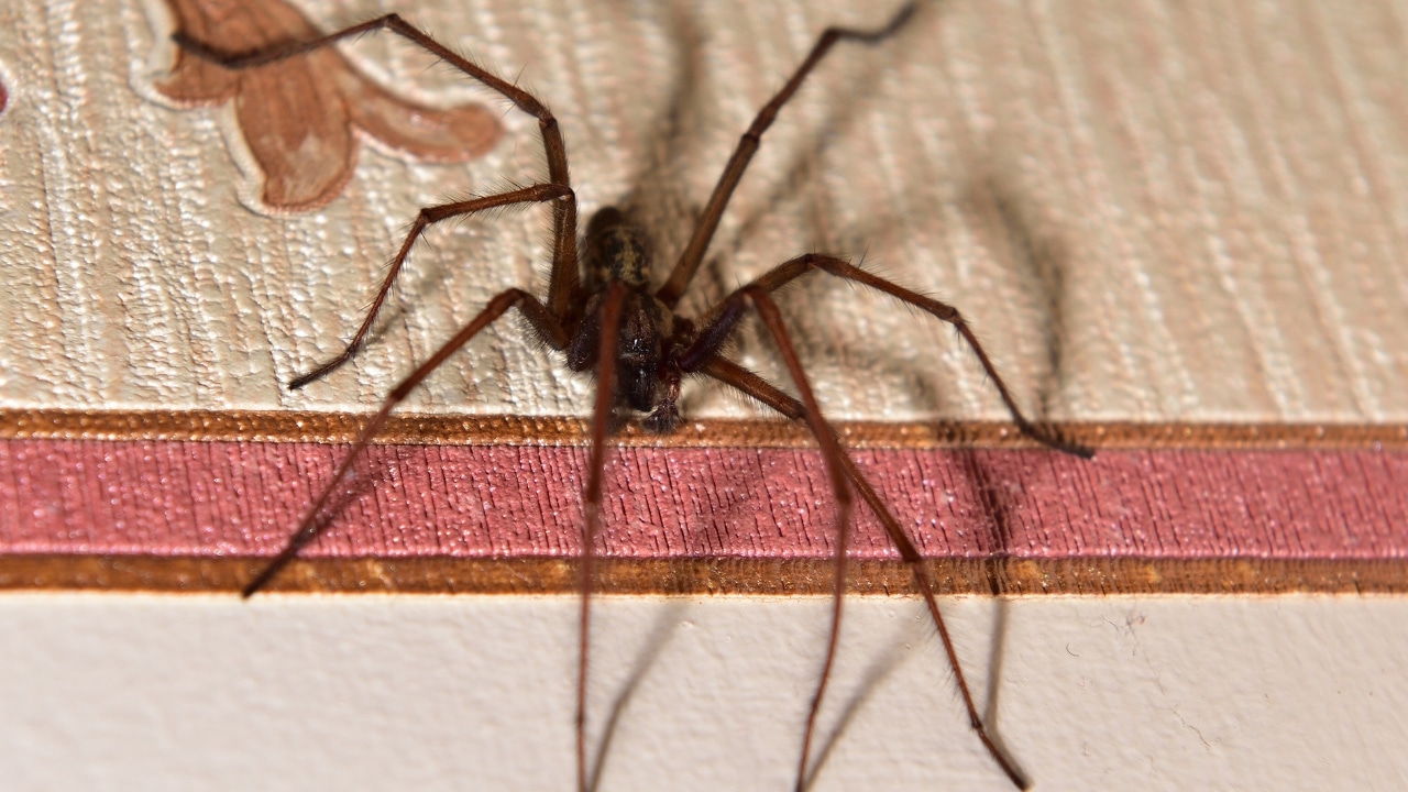 Aprenda a Afastar Aranhas da Casa com Truques Eficazes